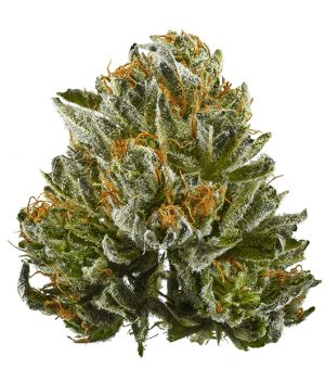 Bubba Kush